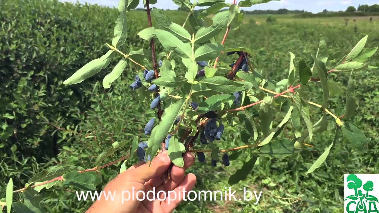 Превью видео