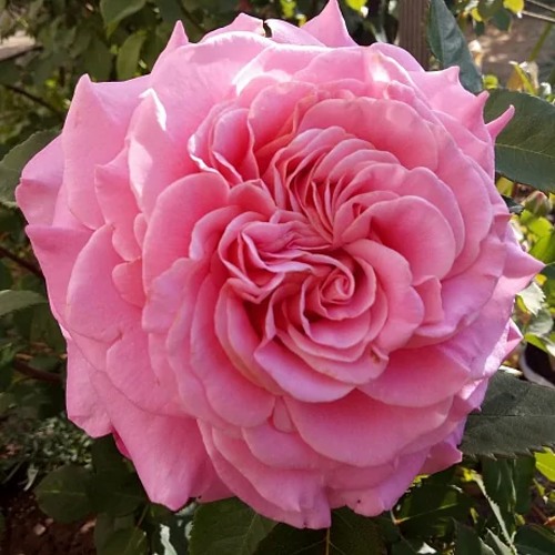 саженцы розы Эшли