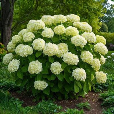 Большие (высокие) в Сморгони