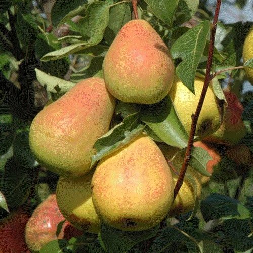 Груша СЕВЕРЯНКА в Сморгони