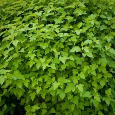 Зеленый в Сморгони