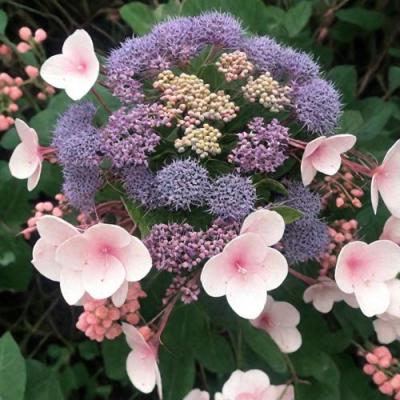 Шершавая в Сморгони