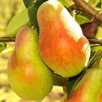 Красавица в Сморгони