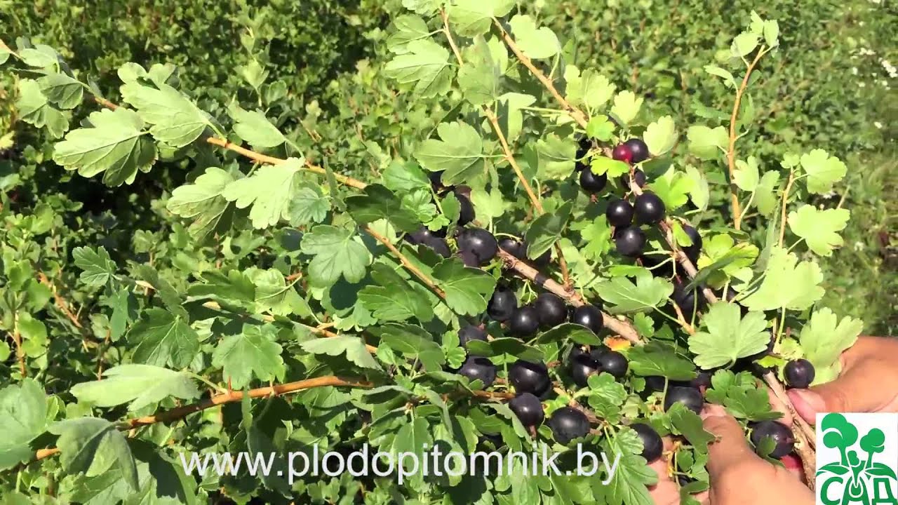 Превью видео