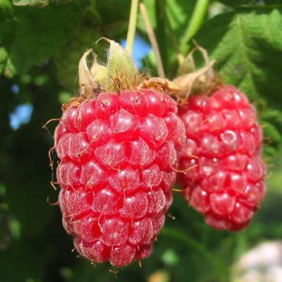 Крупная в Сморгони