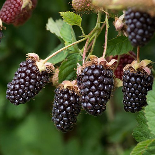 Ежемалина БОЙСЕНБЕРРИ в Сморгони