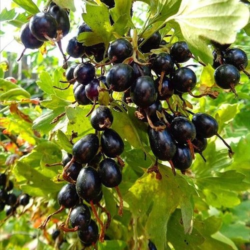 Смородина золотистая ОВАЛЬНАЯ в Сморгони