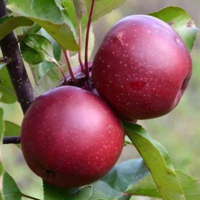 Яблоня красномясая в Сморгони