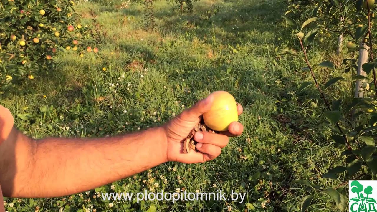 Превью видео