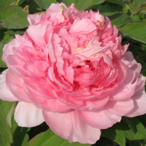 Пион ИМПЕРАТОРСКАЯ НАЛОЖНИЦА древовидный в Сморгони