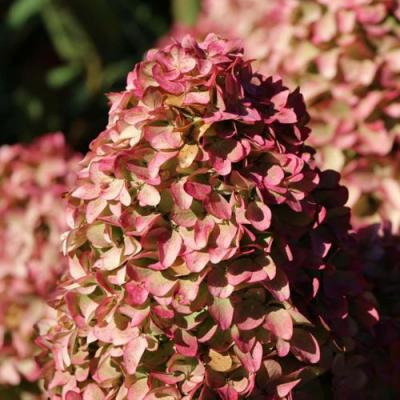 Мэджикал в Сморгони