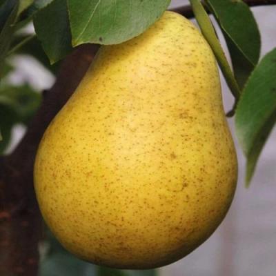 Крупная в Сморгони