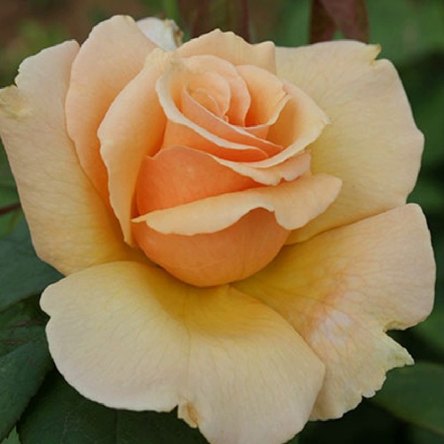 саженцы розы Медальон