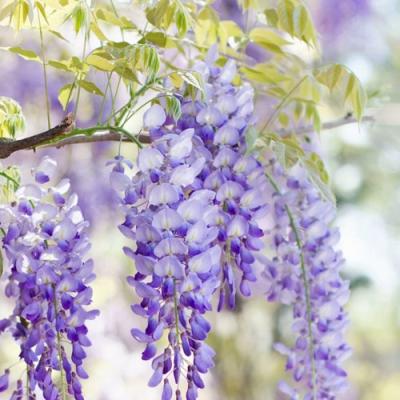 Глициния в Сморгони