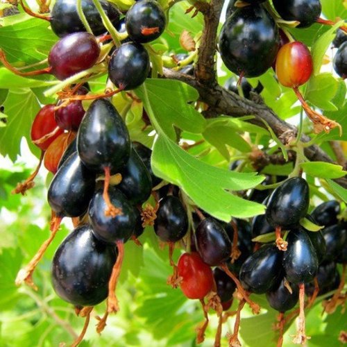 Смородина золотистая БОКАЛИНСКАЯ в Сморгони