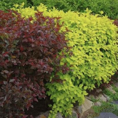 Калинолистный в Сморгони