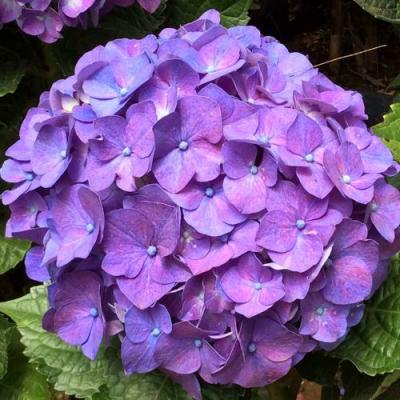 Фиолетовая в Сморгони