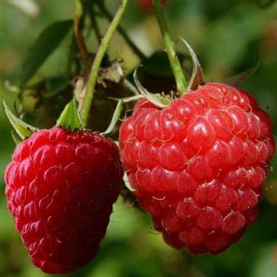 Кустовая в Сморгони