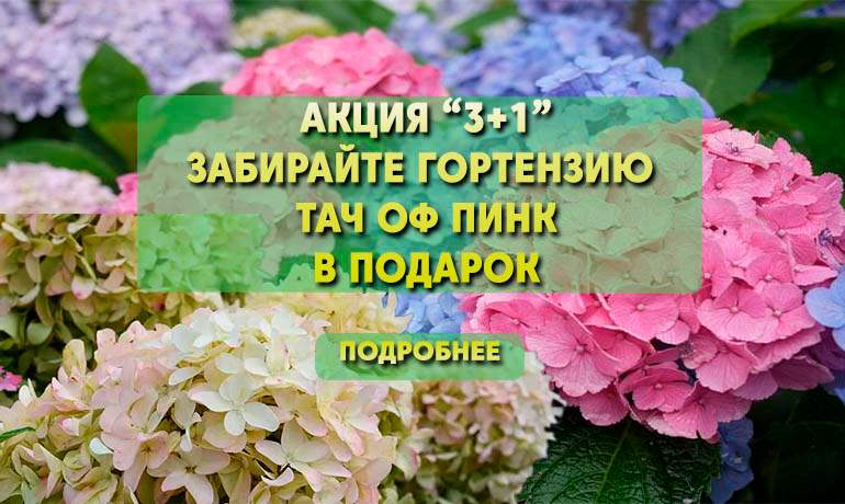 Акция 3+1 - забирай гортензию в подарок