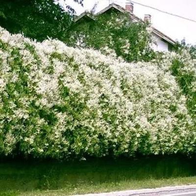 Фаллопия в Сморгони