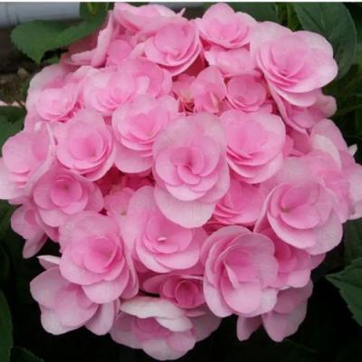 Махровая в Сморгони