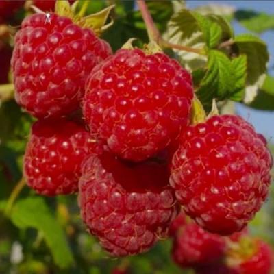 Ранняя в Сморгони