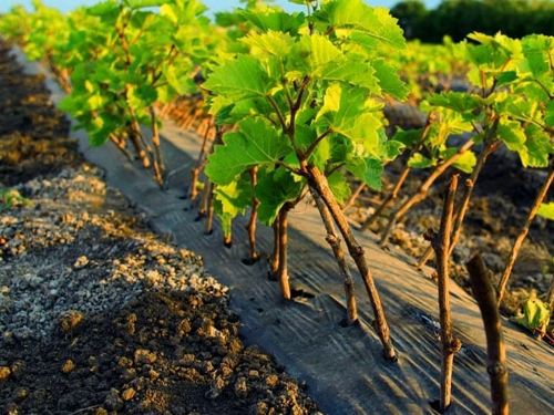 Посадка и уход за виноградом в Беларуси