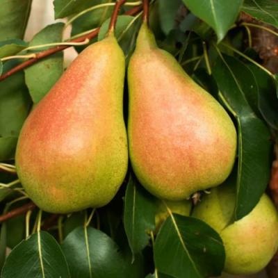 Сладкая в Сморгони