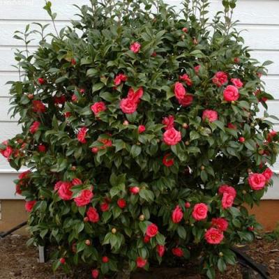 Камелия в Сморгони