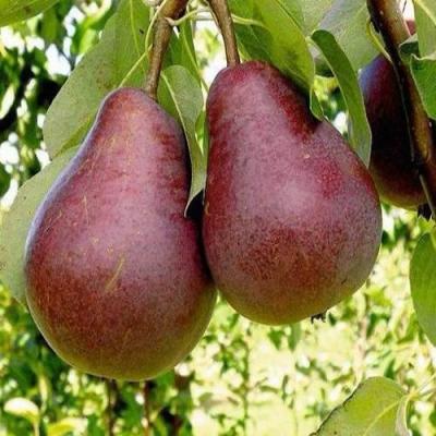 Красная в Сморгони