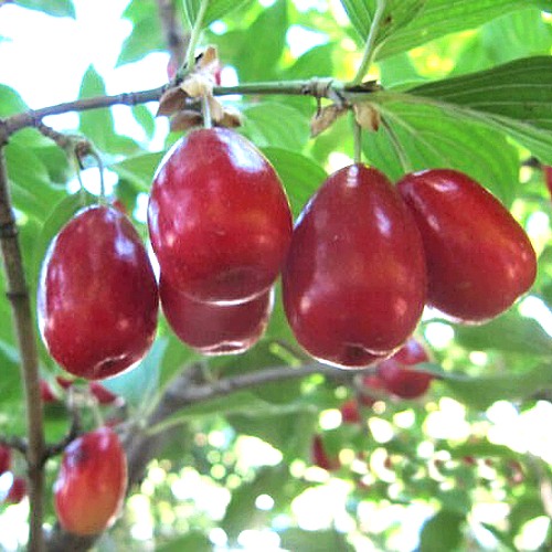 Кизил ЛУКЬЯНОВСКИЙ в Сморгони