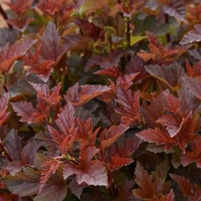 Красный в Сморгони