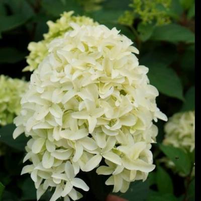 Средние в Сморгони