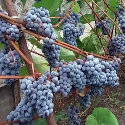 виноград зилга.jpg