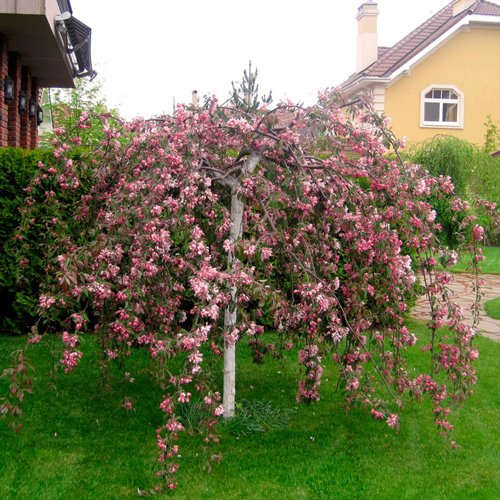 Яблоня плакучая.jpg