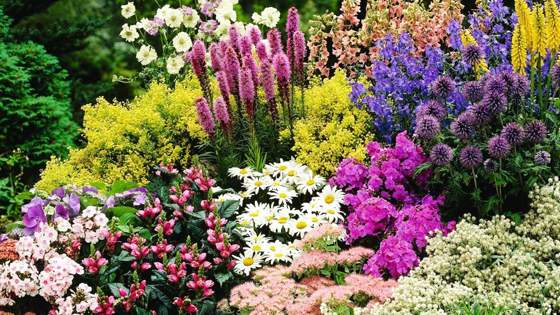 многолетнее травянистое растение.jpg