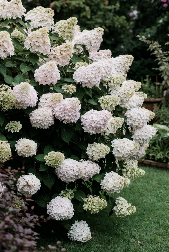 большая гортензия.png