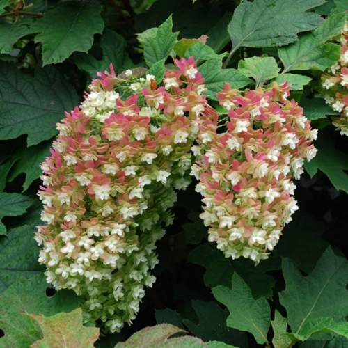 Гортензия дуболистная.jpg