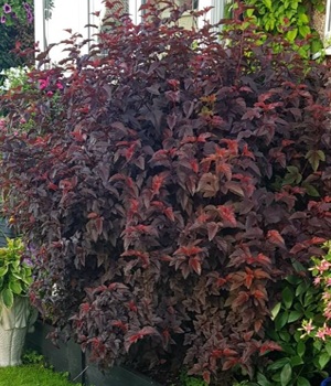 Пузыреплодник ЛЕДИ ИН РЕД куст.jpg