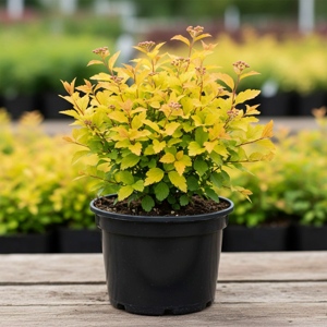 саженцы спиреи.jpeg