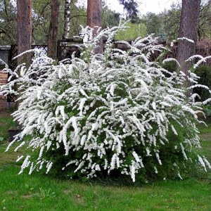 спирея одиночная посадка.jpg