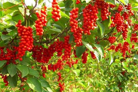 лимонник китайский.jpg