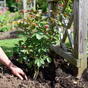 посадка саженцев роз.jpeg