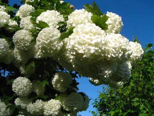 калина декоративная.jpg