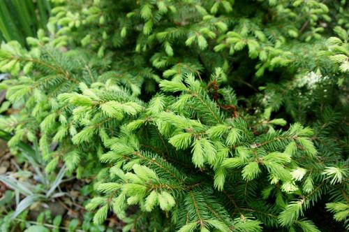 Ель обыкновенная.jpg