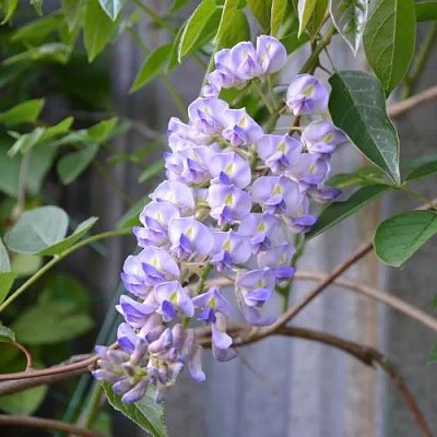 Глициния макростахия БЛЮ МУН в Сморгони