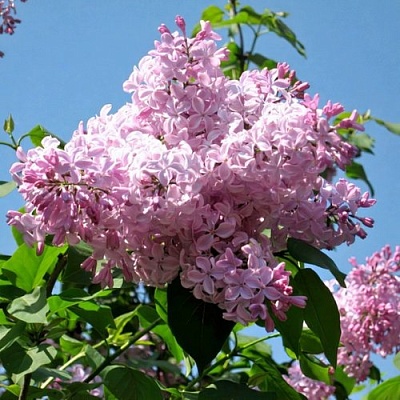 Сирень БУФФОН в Сморгони