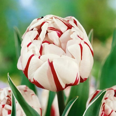 Тюльпан КАРНАВАЛ ДЕ НИС махровый поздний в Сморгони