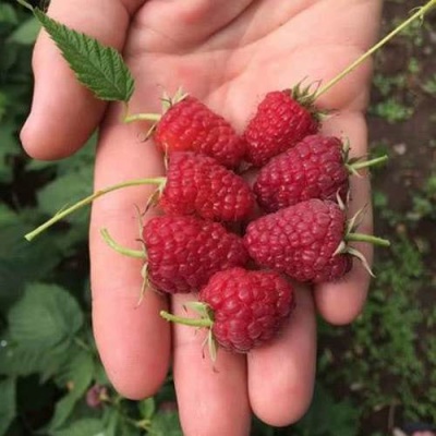 Малина ЕВРАЗИЯ в Сморгони
