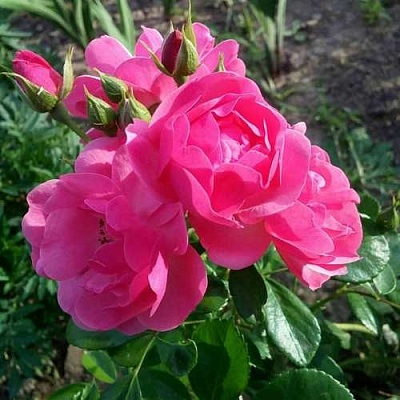 Роза АНГЕЛА флорибунда в Сморгони
